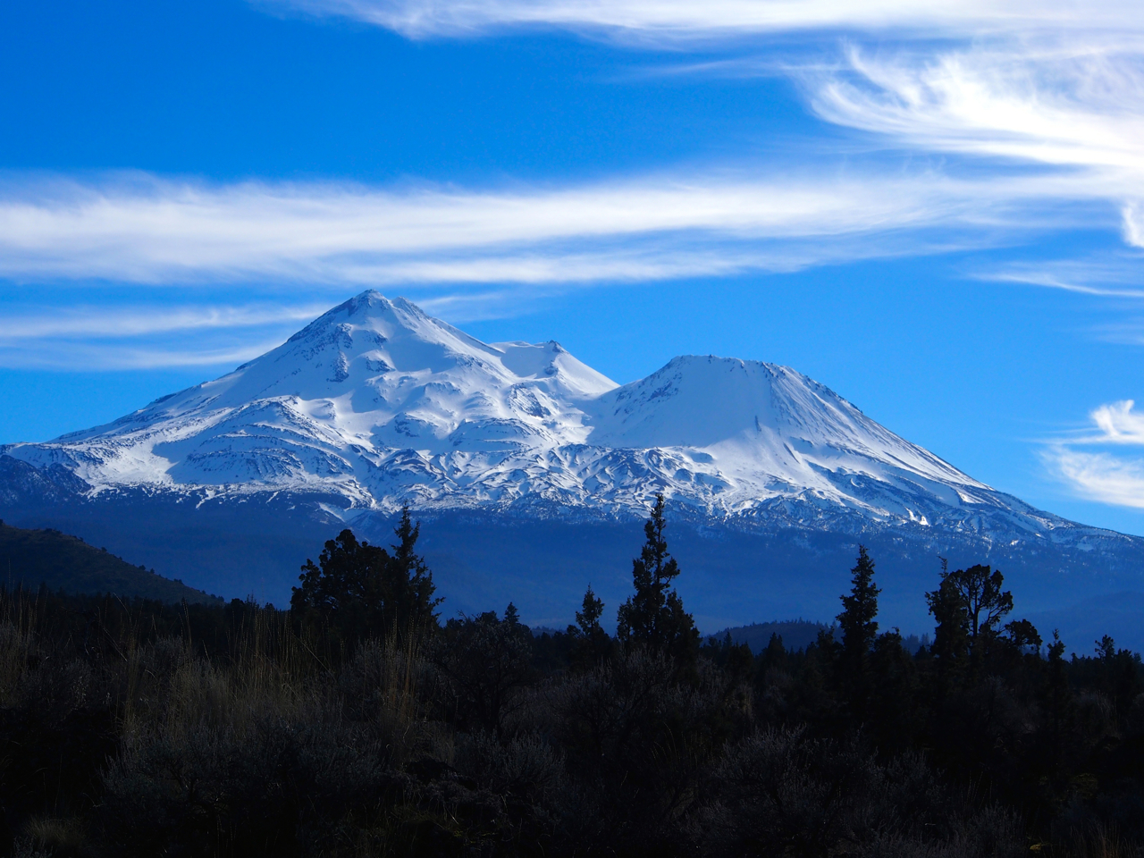 shasta