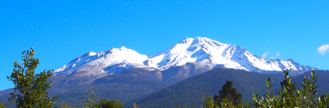 shasta